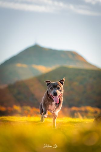 Portraits-à-4-pattes-72