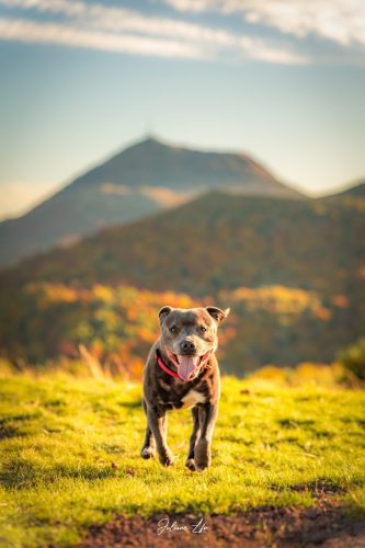 Portraits-à-4-pattes-74