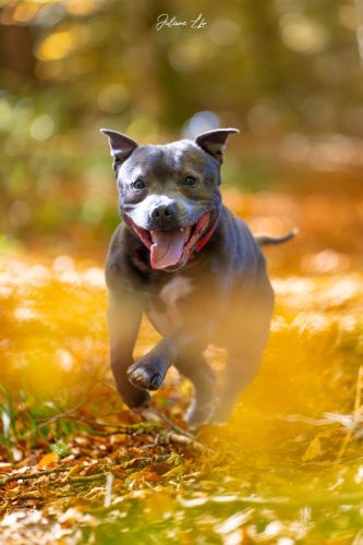 Portraits-à-4-pattes-68