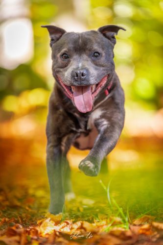 Portraits-à-4-pattes-77