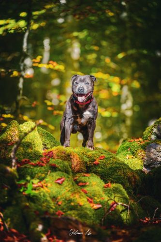 Portraits-à-4-pattes-80