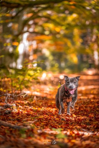 Portraits-à-4-pattes-79