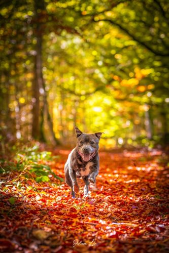 Portraits-à-4-pattes-82