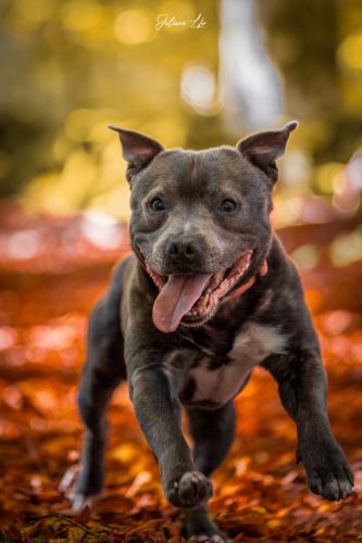 Portraits-à-4-pattes-83